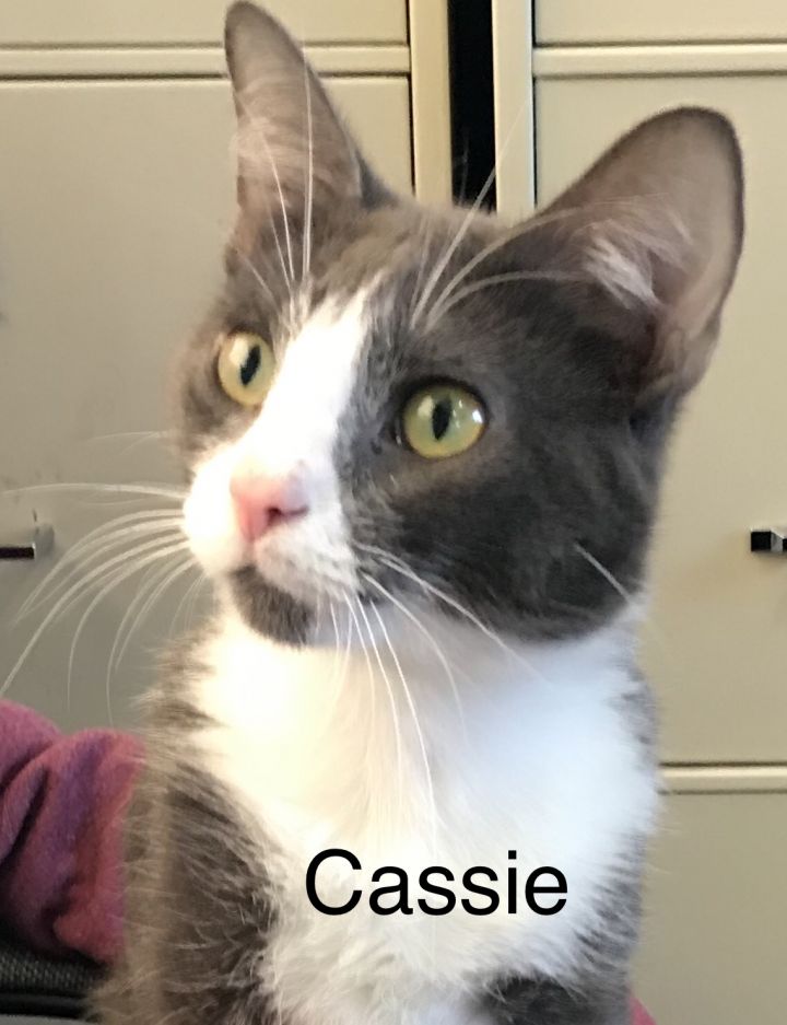 Cat For Adoption Cassie A Domestic Short Hair Mix In Lincoln