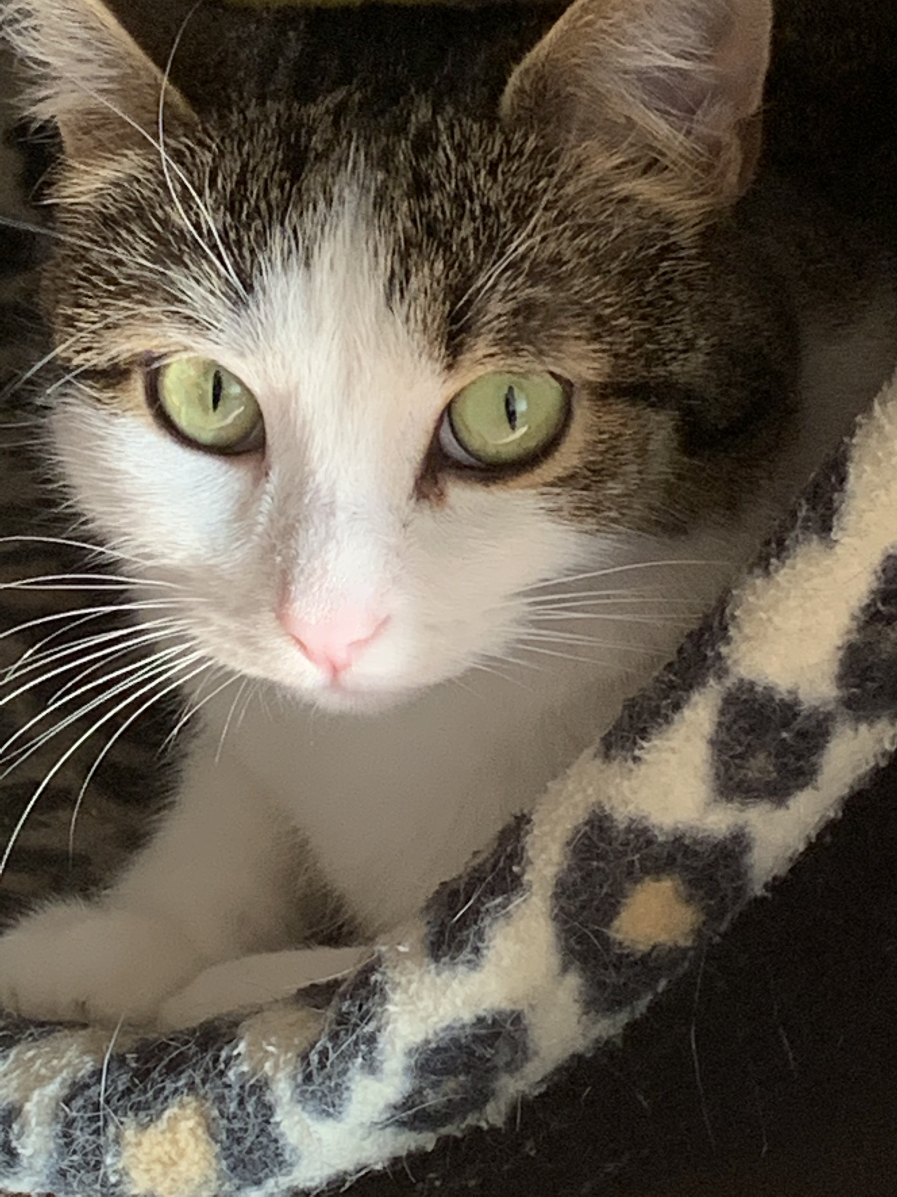 Isabella, an adoptable Domestic Short Hair in North Tonawanda, NY, 14120 | Photo Image 1