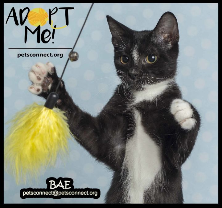 Cat For Adoption Bae A Domestic Short Hair In South Bend In