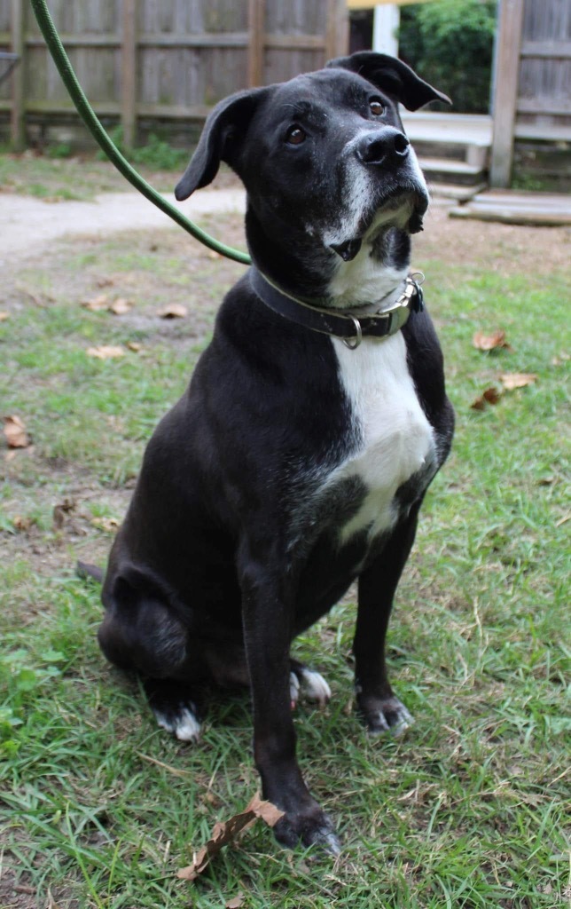 Billie, an adoptable Labrador Retriever in St. Augustine, FL, 32084 | Photo Image 1