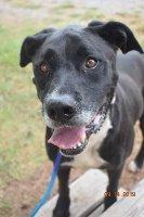 Billie, an adoptable Labrador Retriever in St. Augustine, FL, 32084 | Photo Image 2