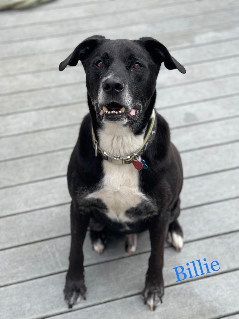 Billie, an adoptable Labrador Retriever in St. Augustine, FL, 32084 | Photo Image 3