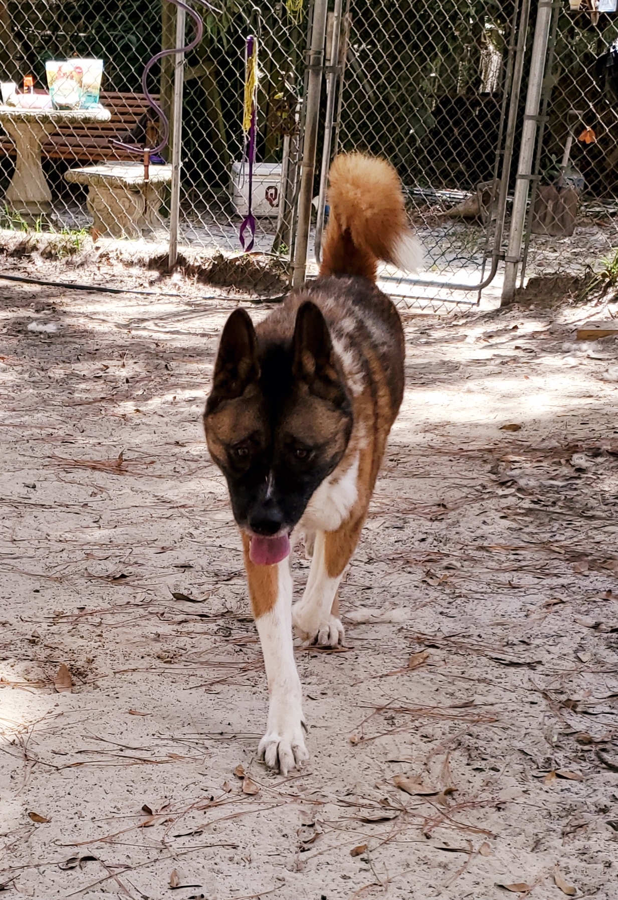 Ellie, an adoptable Akita in Jacksonville, FL, 32207 | Photo Image 2