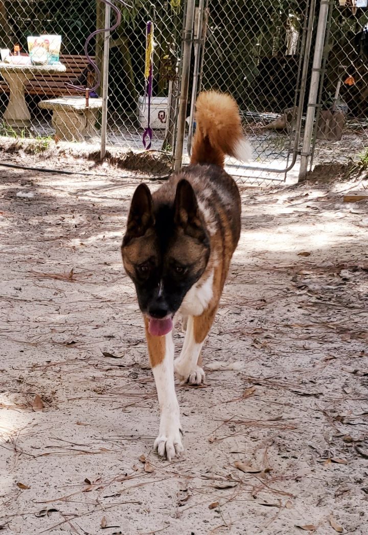 Ellie, an adoptable Akita in Jacksonville, FL_image-2