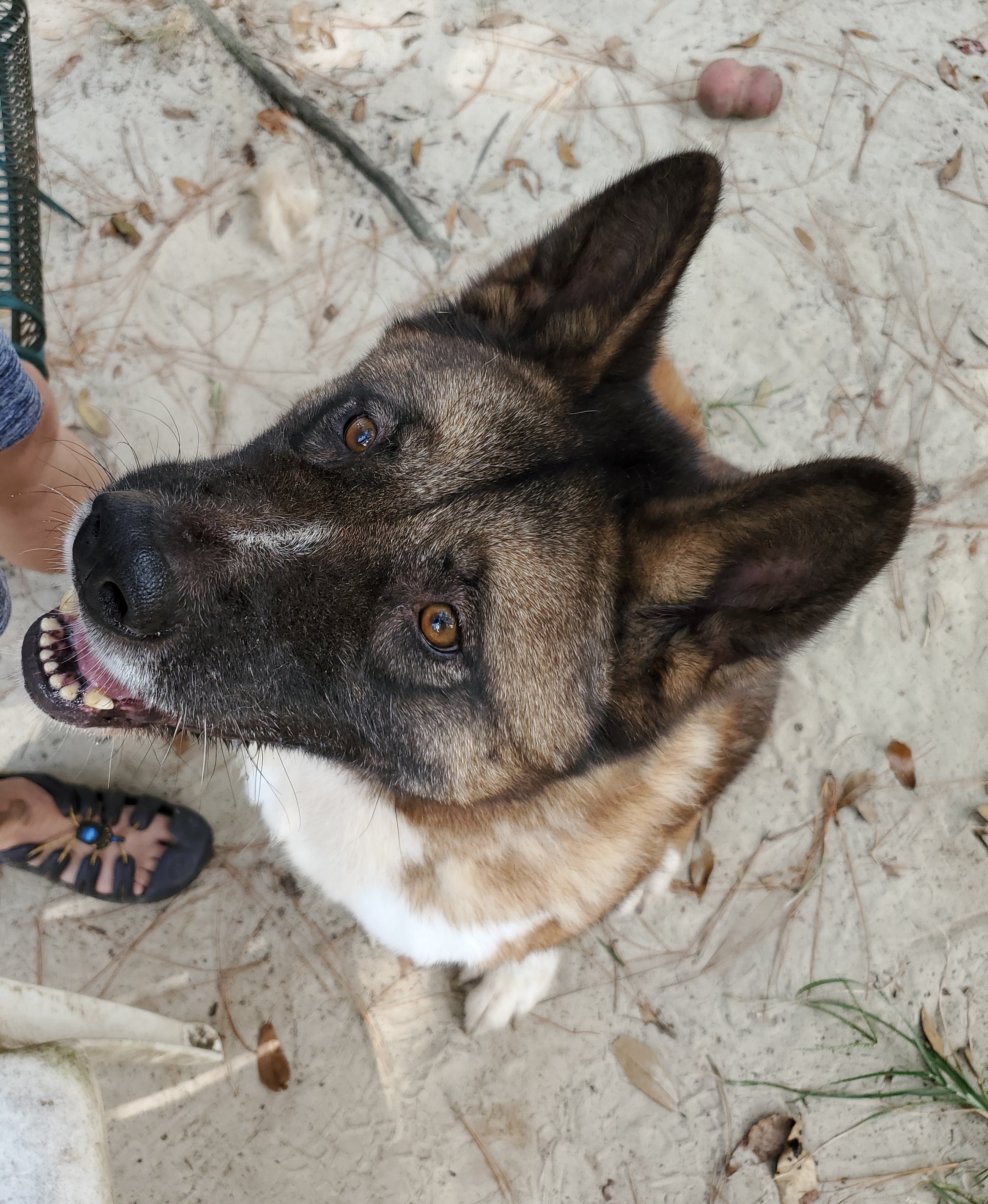 Ellie, an adoptable Akita in Jacksonville, FL, 32207 | Photo Image 3
