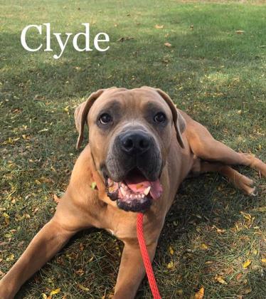 Dog For Adoption Clyde A Cane Corso Mix In Anderson In