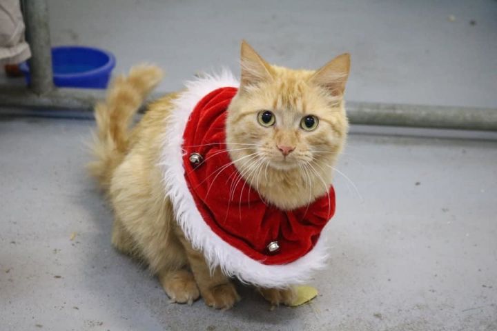 Cat For Adoption Ginger A Domestic Medium Hair Mix In Meadow