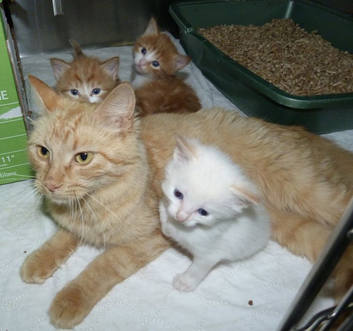Cat For Adoption Ginger A Domestic Medium Hair Mix In Meadow