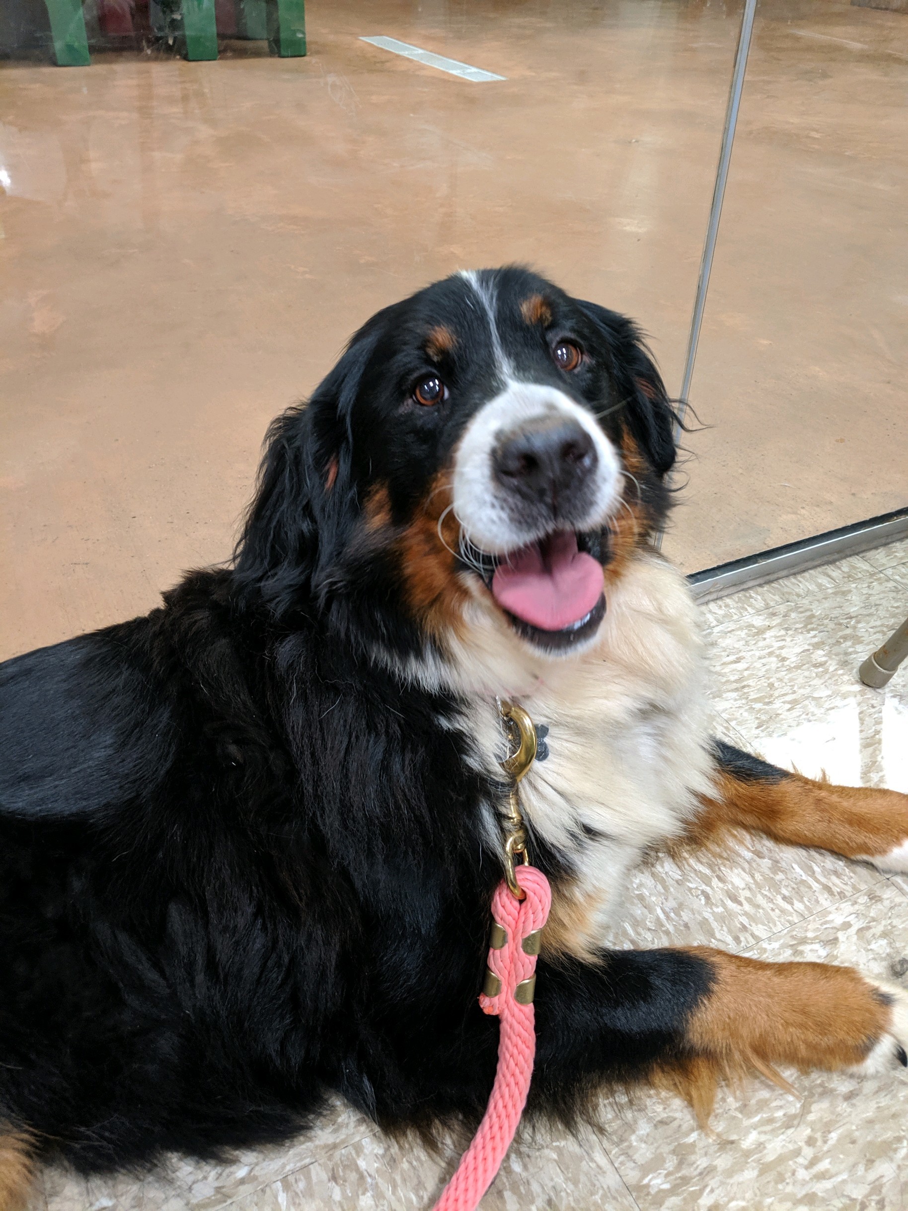 Bernese Mountain Dog Rescue Dayton Ohio