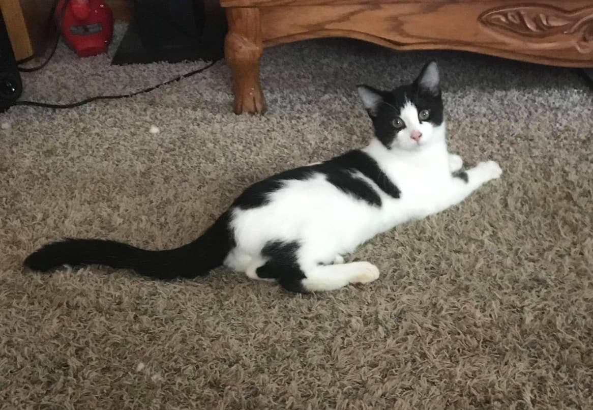 Cat For Adoption Jester A Domestic Short Hair Mix In Waterloo Ia Petfinder