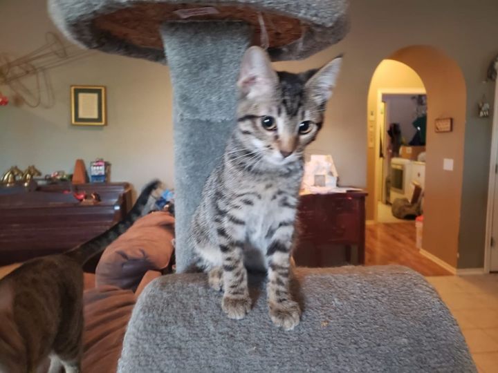 Cat For Adoption Kirby A Maine Coon Domestic Short Hair Mix