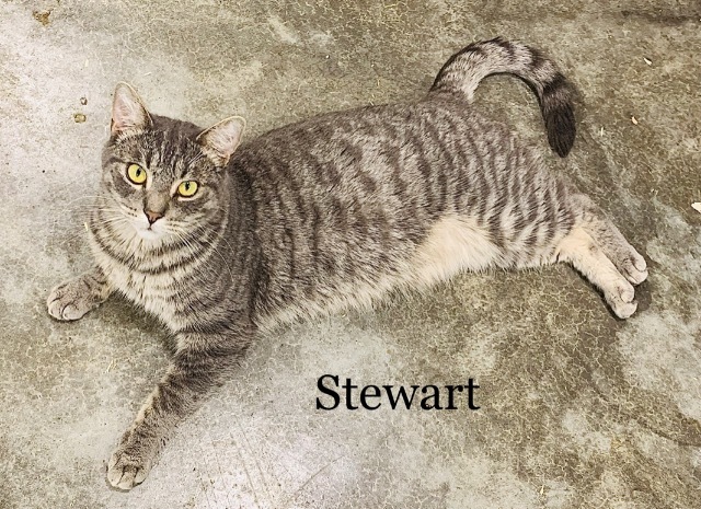 Stewart, an adoptable Domestic Short Hair in Brainardsville, NY_image-1
