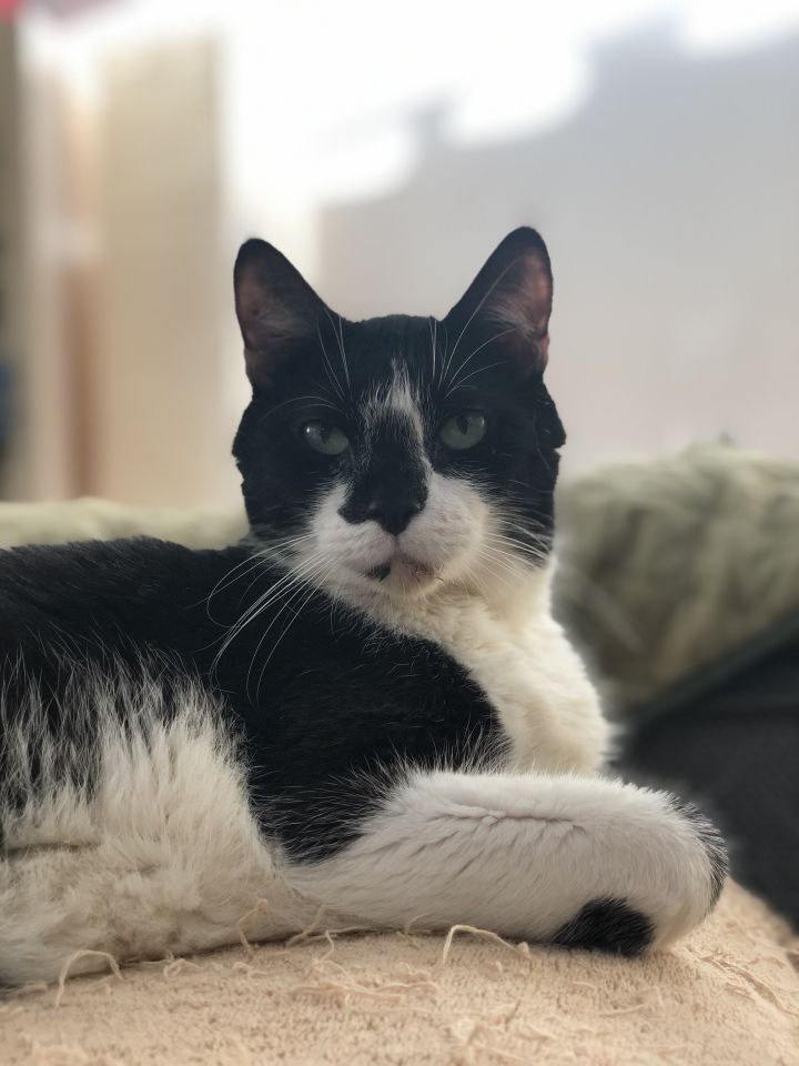 Cat For Adoption Joe Fatty Fat A Tuxedo British Shorthair