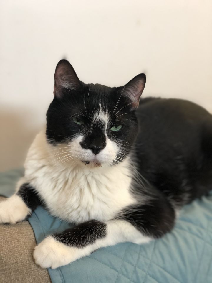 Cat For Adoption Joe Fatty Fat A Tuxedo British Shorthair