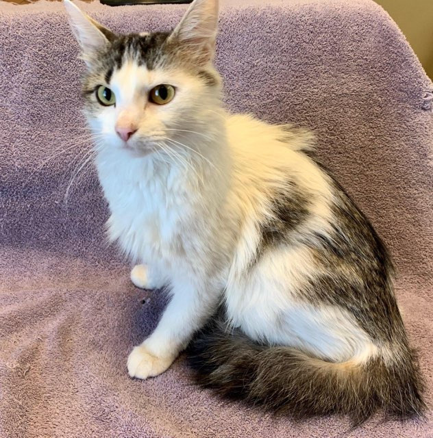 Cat For Adoption Sweet Pea A Domestic Medium Hair Tabby Mix