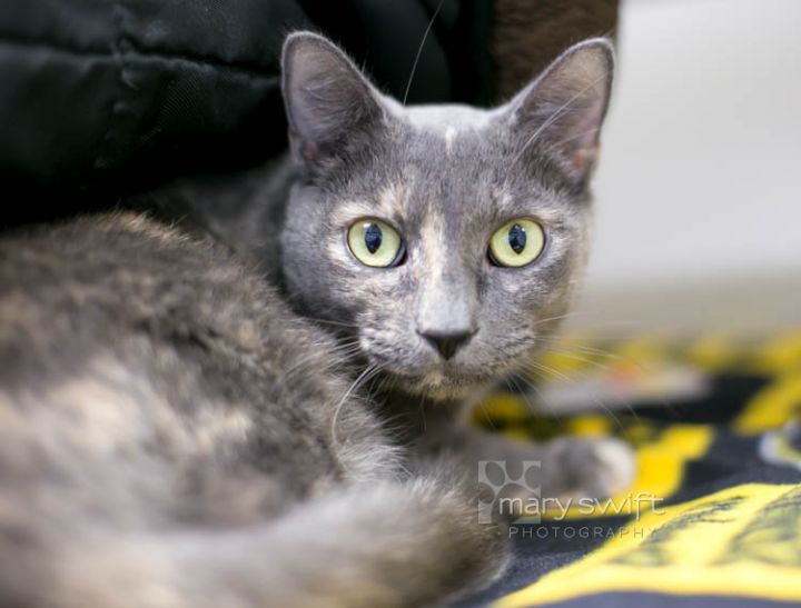 Cat For Adoption Peekaboo A Domestic Short Hair In Reisterstown