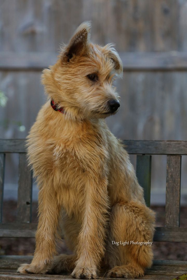 Amy, an adopted Terrier & Airedale Terrier Mix in Sequim, WA_image-2