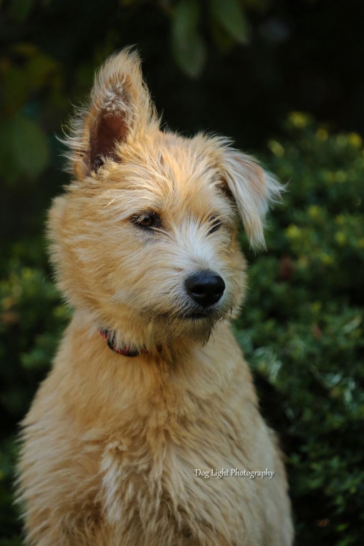 Amy, an adopted Terrier & Airedale Terrier Mix in Sequim, WA_image-4