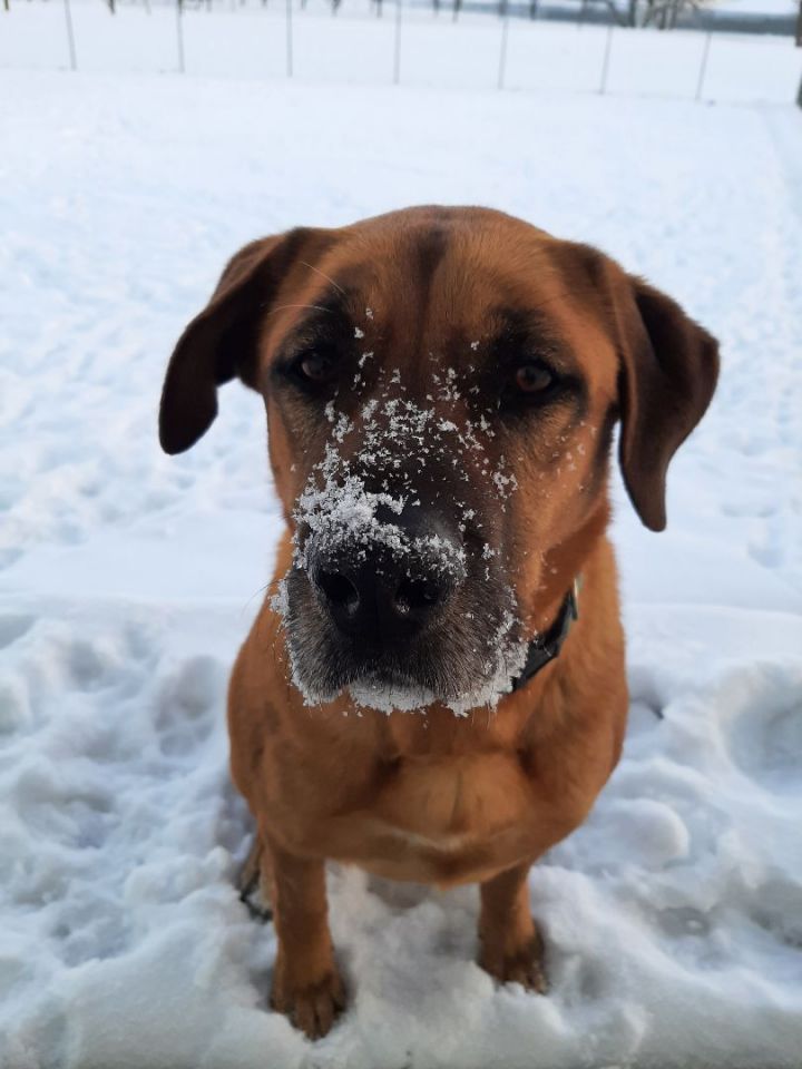 Trevor, an adoptable Labrador Retriever Mix in Lake Odessa, MI_image-3
