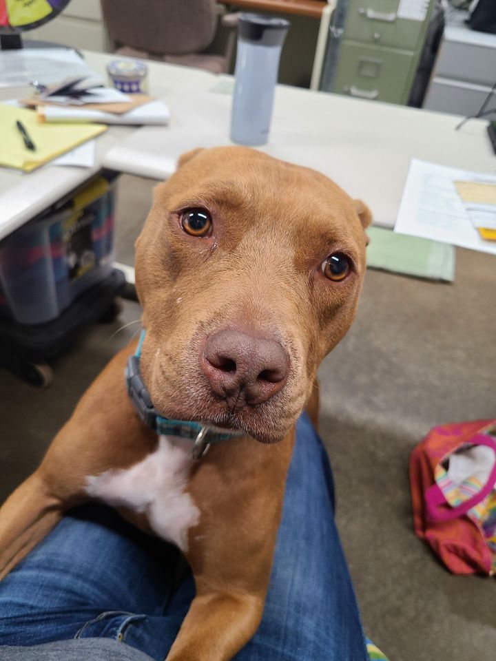 Charity, an adoptable Terrier in Lake Odessa, MI