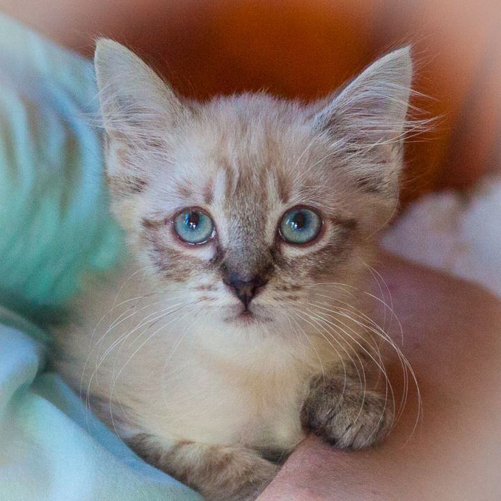 Azora, an adopted Siamese & Domestic Medium Hair Mix in Ponte Vedra, FL_image-3
