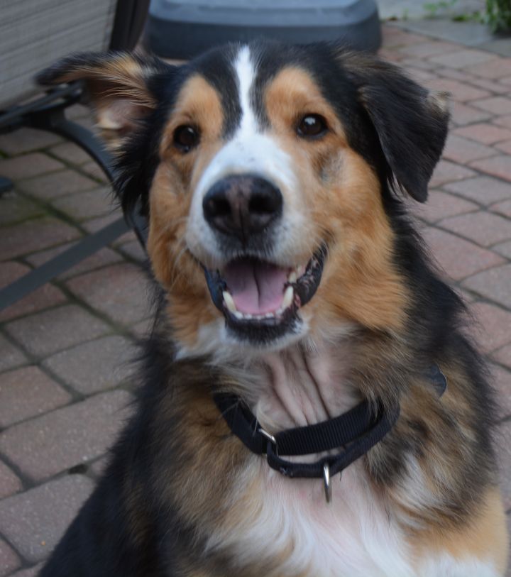 77+ Australian Shepherd Bernese Mountain Dog Mix For Sale Image