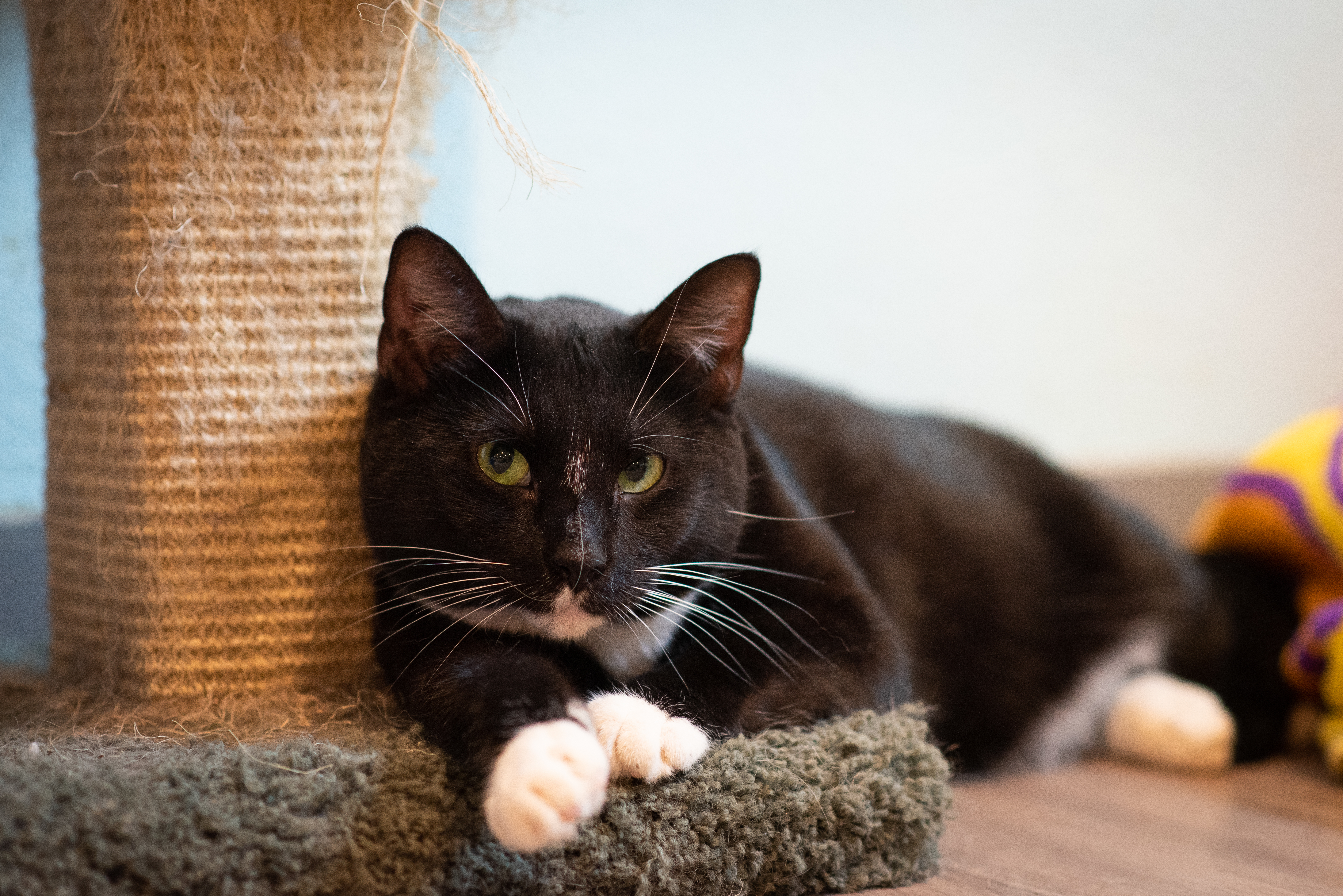 Velvet, an adoptable Domestic Short Hair in New Cumberland, WV, 26047 | Photo Image 1