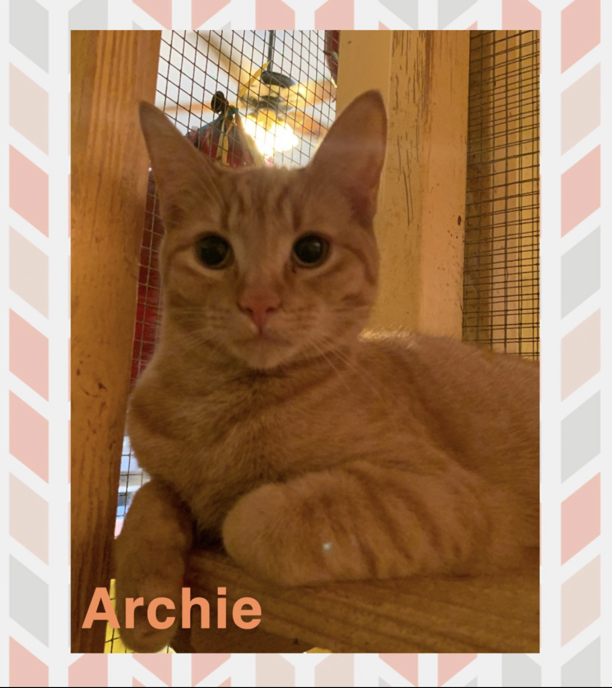 Archie, an adoptable Tabby in Memphis, TN, 38104 | Photo Image 2