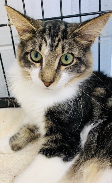 Cat for adoption - Nala, a Siberian Mix in Orangeburg, SC ...