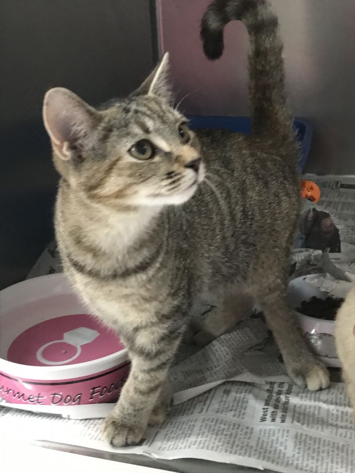 Cat For Adoption Trixie Grey Tabby Tutu Orange Tan A