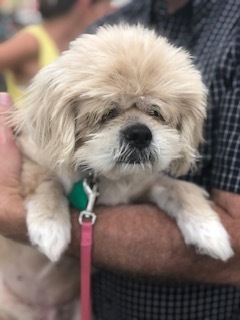 Dog For Adoption Bella A Shih Tzu In Austin Tx Petfinder