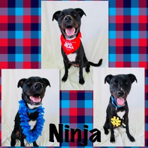 Ninja - Pawsitive Direction Program