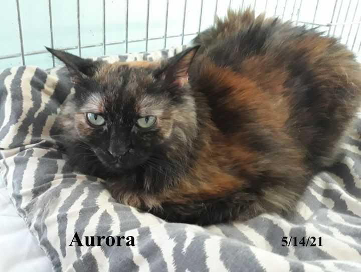 Aurora, an adoptable Domestic Long Hair & Tortoiseshell Mix in Germansville, PA_image-4