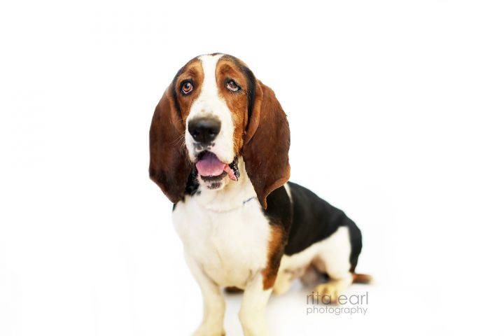 Leo, an adoptable Basset Hound in Acton, CA_image-3