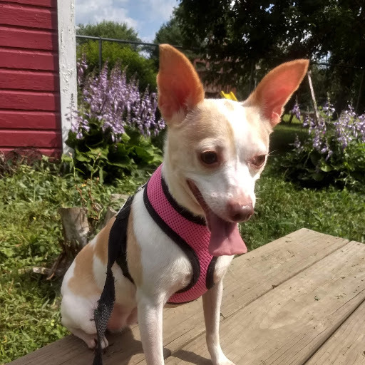 Heidi, an adoptable Rat Terrier in Lockport, NY, 14094 | Photo Image 1