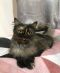 . Jessie Kuwaiti Smoke Purrsian .