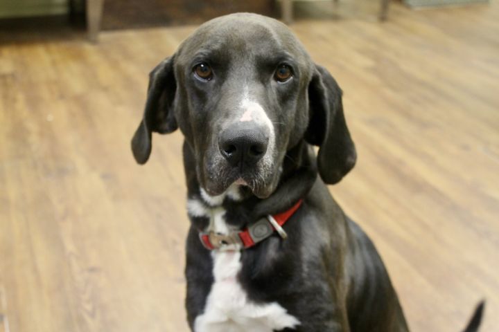 Pistol, an adoptable Hound Mix in Lake Odessa, MI