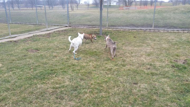 Clarabelle, an adoptable Terrier Mix in Lake Odessa, MI