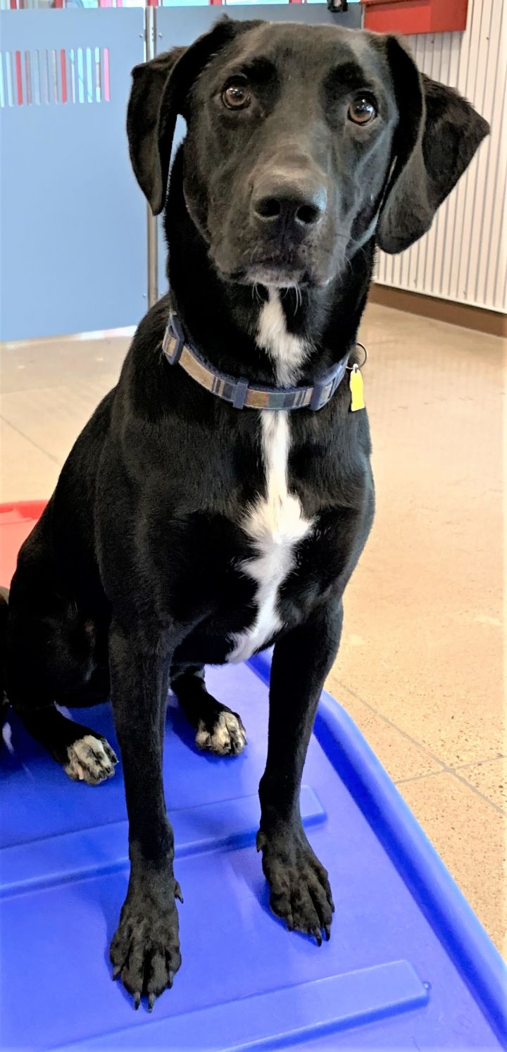 Sirius *Been in Rescue for 4 Years*, an adoptable Labrador Retriever Mix in West Saint Paul, MN_image-2