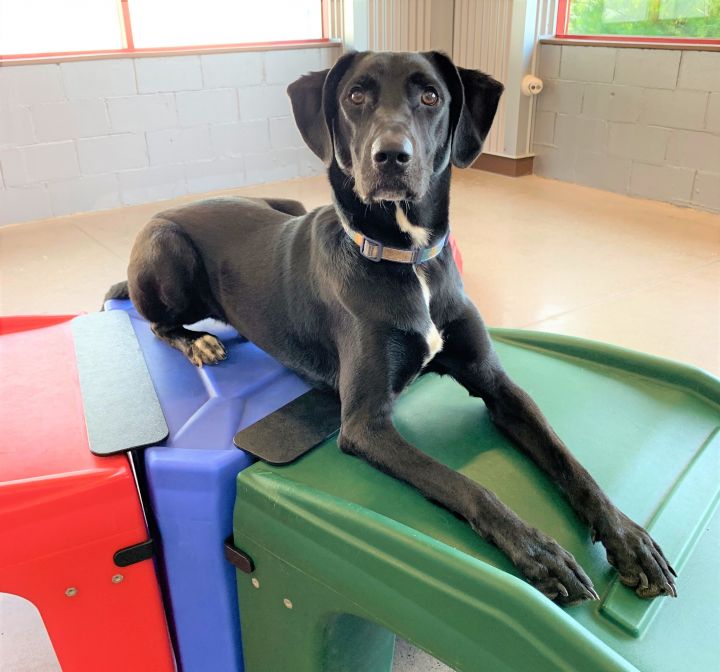 Sirius *Been in Rescue for 4 Years*, an adoptable Labrador Retriever Mix in West Saint Paul, MN_image-3