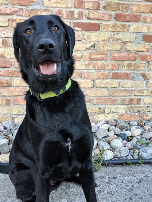 Dog For Adoption Loki A Labrador Retriever German