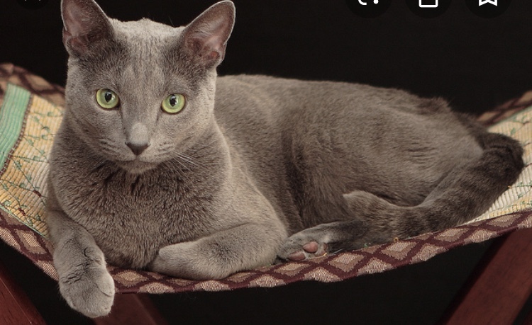 Hillie, an adoptable Russian Blue in Columbus , OH, 43212 | Photo Image 1
