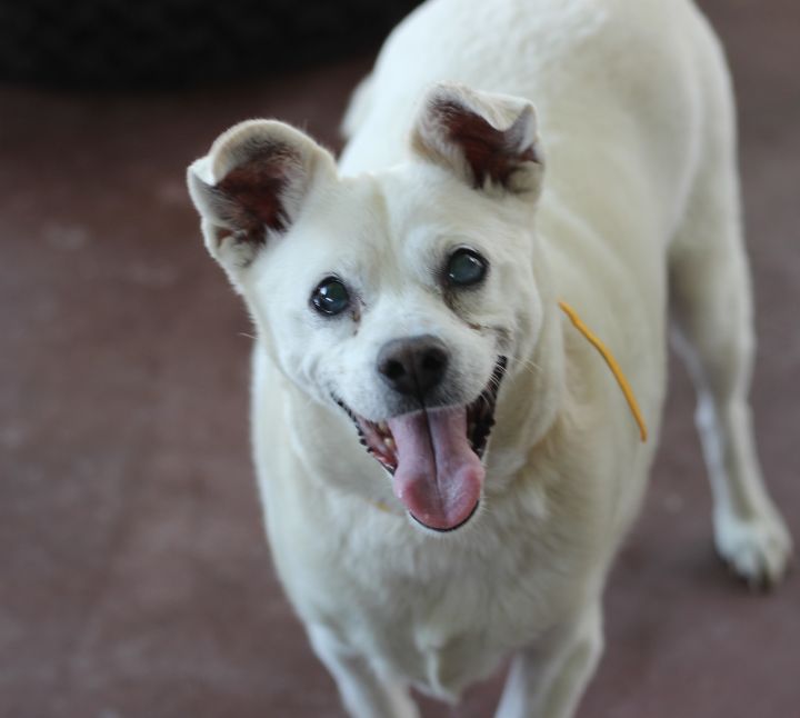 Dog For Adoption Piglet A Jack Russell Terrier Pomeranian Mix