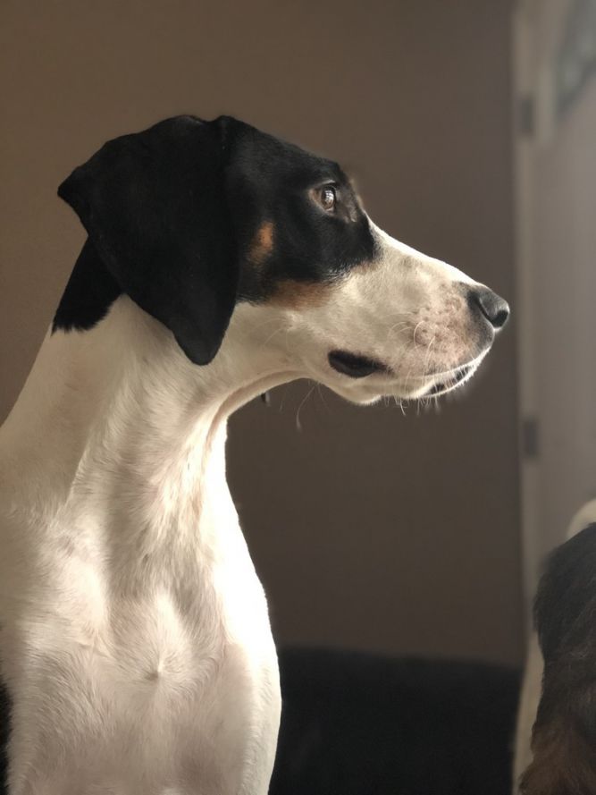 Droll Walker Coonhound Puppies For Sale In Ohio - l2sanpiero