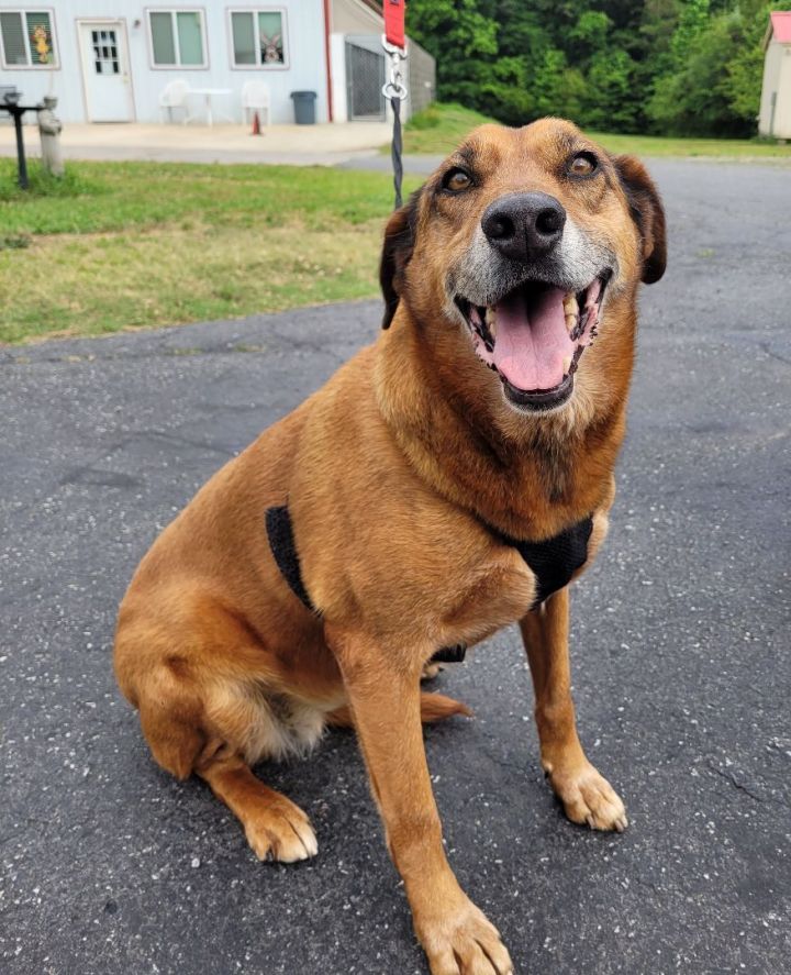 Shelly, an adoptable English Coonhound & Redbone Coonhound Mix in Lancaster, SC_image-1