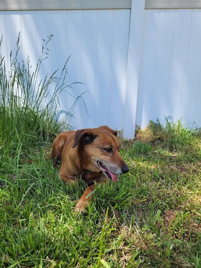 Shelly, an adoptable English Coonhound & Redbone Coonhound Mix in Lancaster, SC_image-6