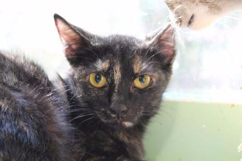 Molly 1, an adoptable Domestic Short Hair in Pittsboro, NC, 27312 | Photo Image 1