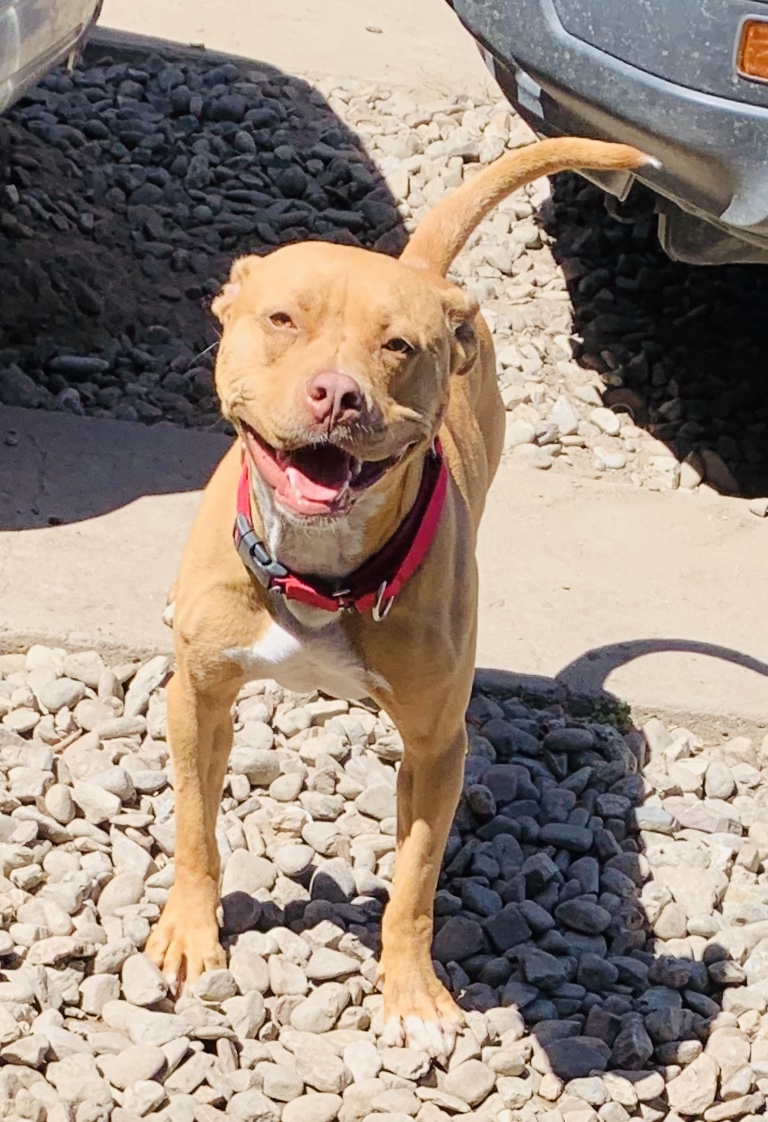 Nelson, an adoptable American Staffordshire Terrier, Pit Bull Terrier in Stockton, CA, 95209 | Photo Image 2