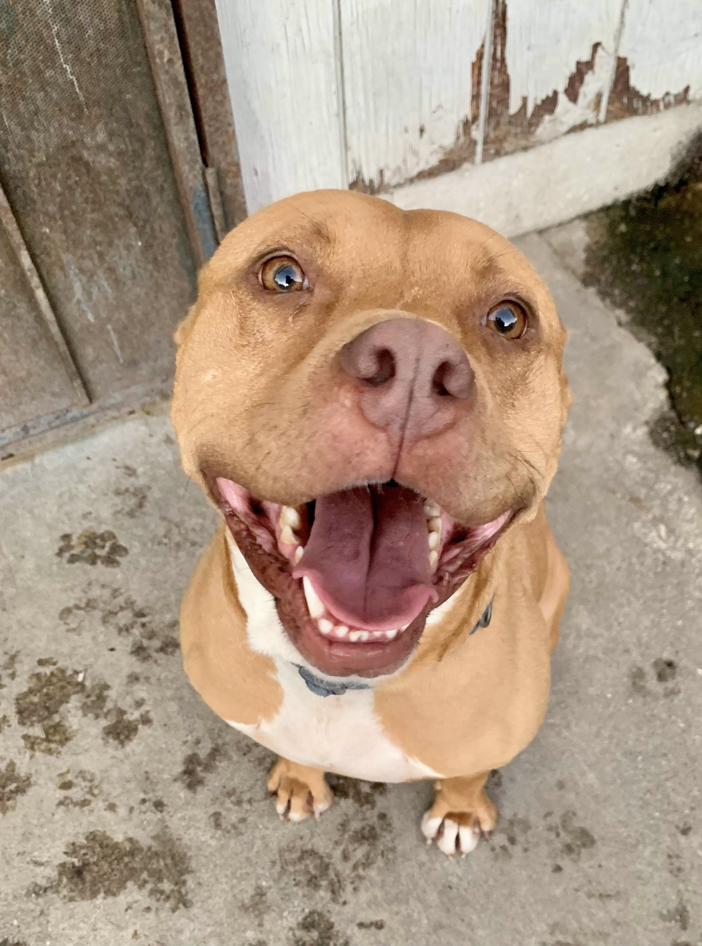 Nelson, an adoptable American Staffordshire Terrier, Pit Bull Terrier in Stockton, CA, 95209 | Photo Image 1