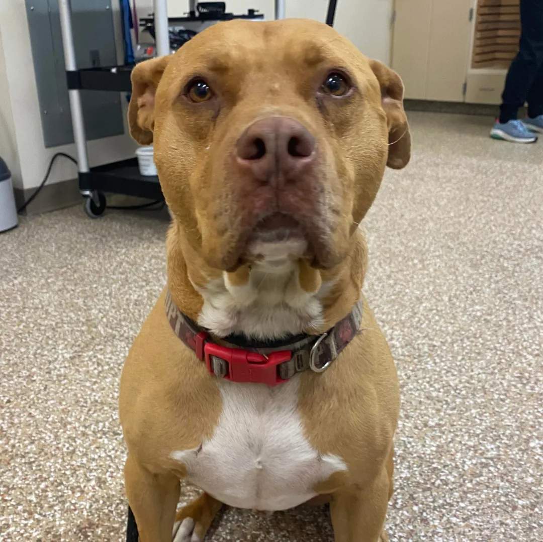 Nelson, an adoptable American Staffordshire Terrier, Pit Bull Terrier in Stockton, CA, 95209 | Photo Image 3
